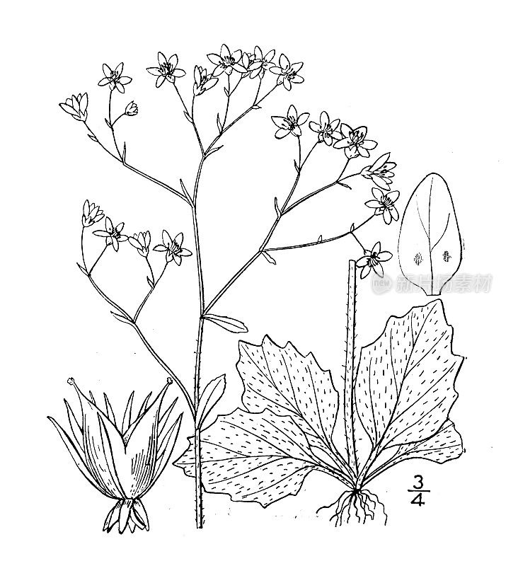 古董植物学植物插图:Saxifraga Grayana, Gray's Saxifrage